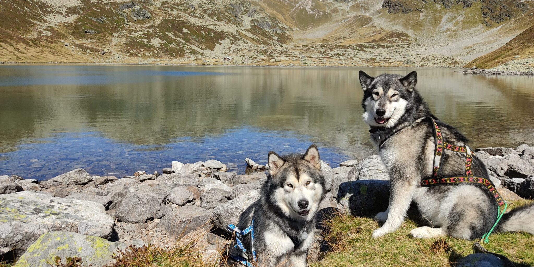 Nos 8 étapes pour prendre l’avion avec ses chiens + le bonus Step by step